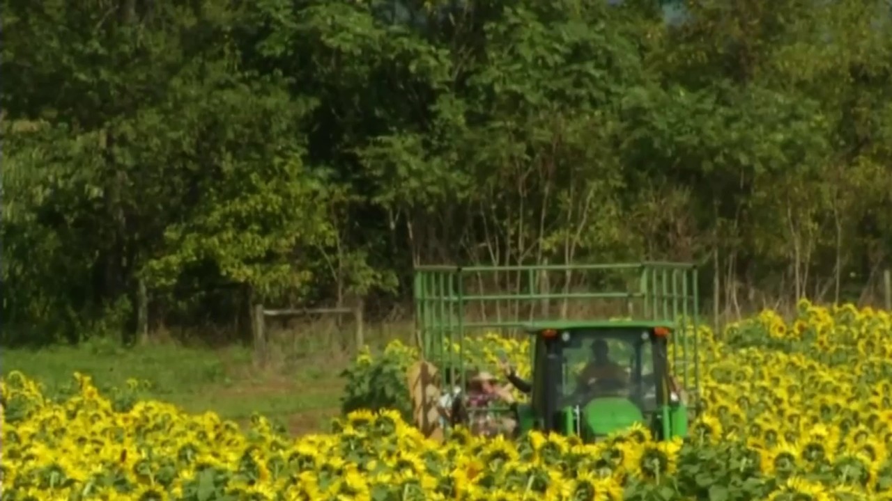Beaver Dam Farm Sunflowers Festival returns